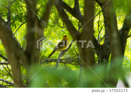 Male island canary posing on a tree branch 37503173