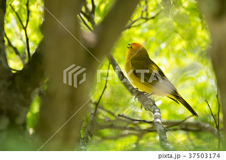 Close up of wild canary passerine bird perched 37503174