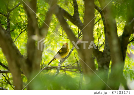 Male island canary posing on a tree branch 37503175