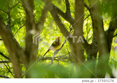 Male island canary posing on a tree branch 37503176