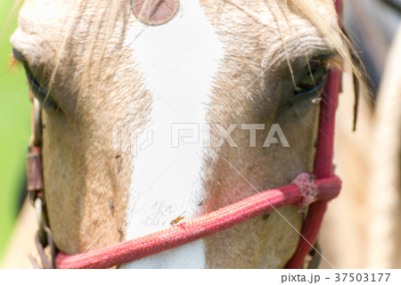 Many flys over the light brown horse 37503177