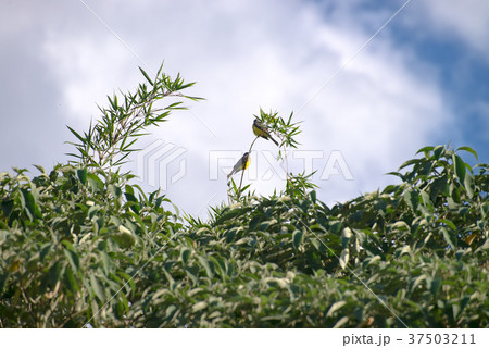The cattle tyrant yellow bird perched on a tree 37503211
