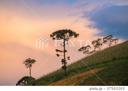 Old araucaria tree on the hill mountain 37503263