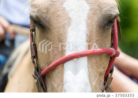Close up of the head of a horse 37503355