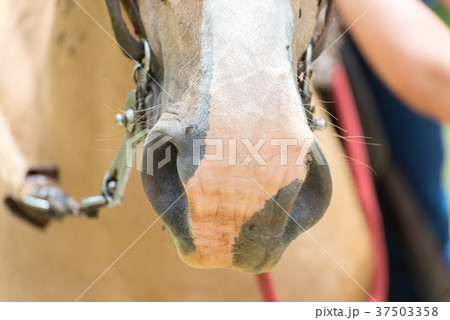 Many flys over the light brown horse Many flys over the light brown horse 37503358