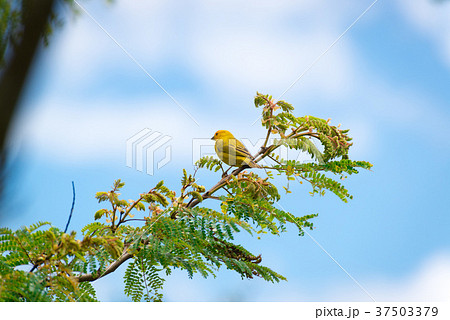 Male island canary posing on a tree branch Male island canary posing on a tree branch 37503379