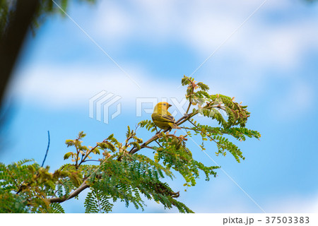 Male island canary posing on a tree branch Male island canary posing on a tree branch 37503383