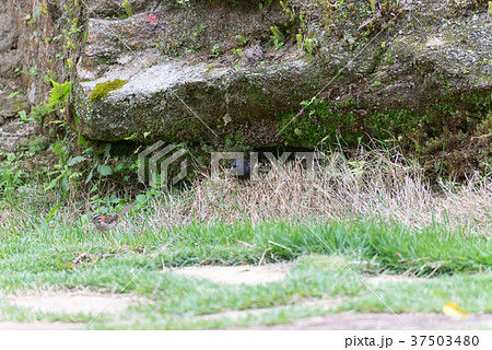 shiny cowbird parasitizing rufous collared sparrow 37503480