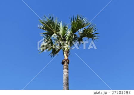 alone sugar palm under blue sky for background alone sugar palm under blue sky for background 37503598