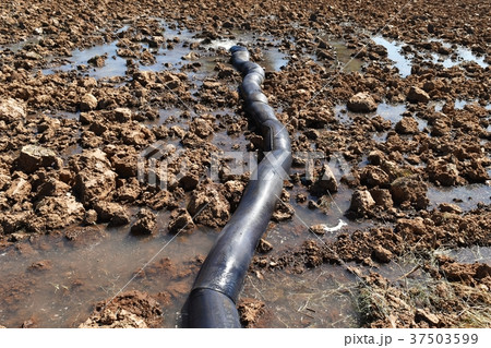 drain water in rice field prepare plant rice drain water in rice field prepare plant rice 37503599