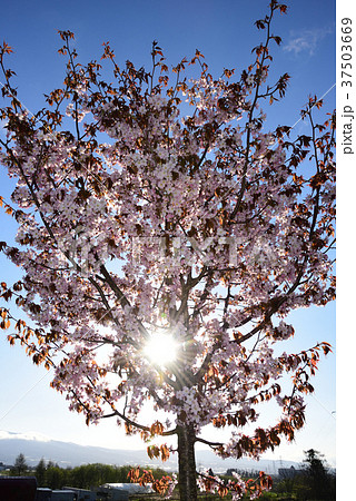 北海道北斗市上磯地区のエゾ山桜に朝日が差している風景を撮影 37503669