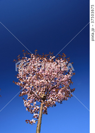 快晴の青空をバックに北海道北斗市上磯でエゾ山桜を撮影 快晴の青空をバックに北海道北斗市上磯でエゾ山桜を撮影 37503675