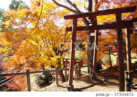 長篠城 秋 紅葉3(鳥居) 長篠城 秋 紅葉3(鳥居) 37503873