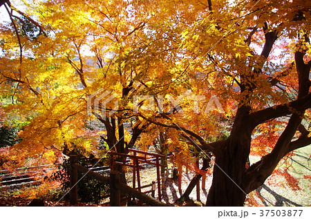 長篠城 秋 紅葉6(遊歩道) 長篠城 秋 紅葉6(遊歩道) 37503877