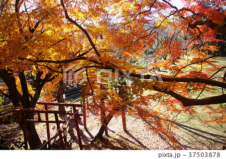 長篠城　秋　紅葉4（鳥居） 37503878