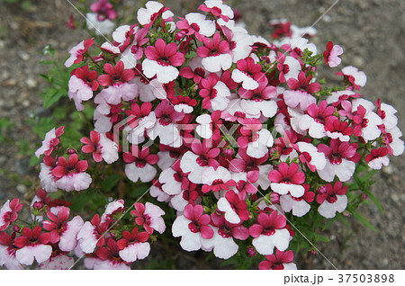 メネシア 草花 ガーデニング メネシア 草花 ガーデニング 37503898