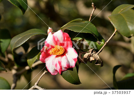 ツバキ（鎌倉絞） 37503937