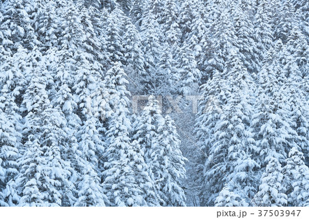 大雪の降った翌日に快晴の空のもと北海道厚沢部町中山峠の樹木が雪をかぶった風景を撮影の写真素材