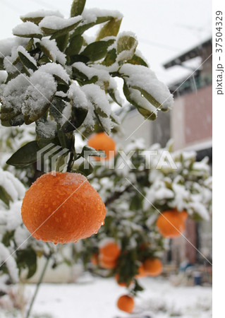 雪景色 37504329