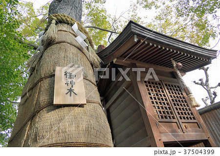 【堀越神社 楠の御神木】 大阪府大阪市天王寺区茶臼山町1−8 【堀越神社 楠の御神木】 大阪府大阪市天王寺区茶臼山町1−8 37504399