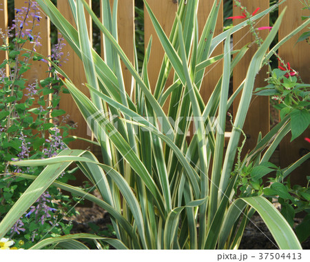 ニューサイラン　園芸　草花　ガーデニング 37504413