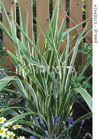 ニューサイラン　園芸　草花　ガーデニング 37504414