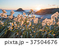 南伊豆 下田爪木崎 朝日に照らされる野水仙 37504676