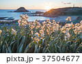南伊豆 下田爪木崎 朝日に照らされる野水仙 37504677