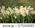 南伊豆 下田爪木崎 早朝の野水仙群落地 37504680