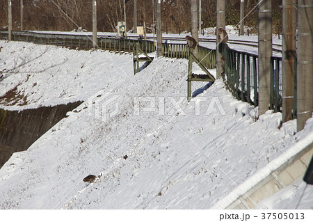 山から畑へ降りるニホンザル 山から畑へ降りるニホンザル 37505013