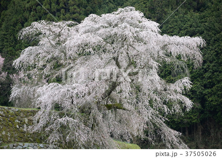 又兵衛桜 37505026