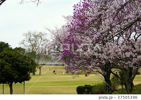 ゴルフ場 桜 ゴルフコース ゴルフ場 桜 ゴルフコース 37505396