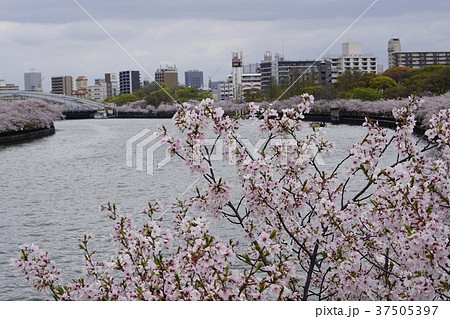 大阪観光 淀川 大川 桜 大阪観光 淀川 大川 桜 37505397