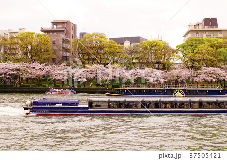 大阪観光 淀川 大川 桜 大阪観光 淀川 大川 桜 37505421