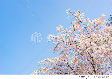 【東京都】桜の木 【東京都】桜の木 37505842