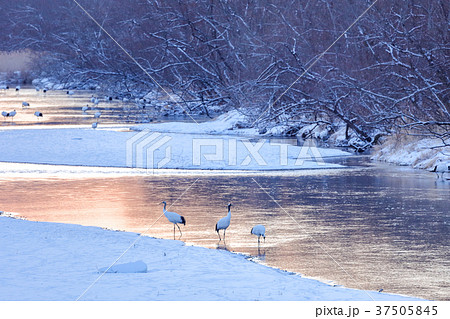 タンチョウの散歩 鶴居村音羽橋 タンチョウの散歩 鶴居村音羽橋 37505845