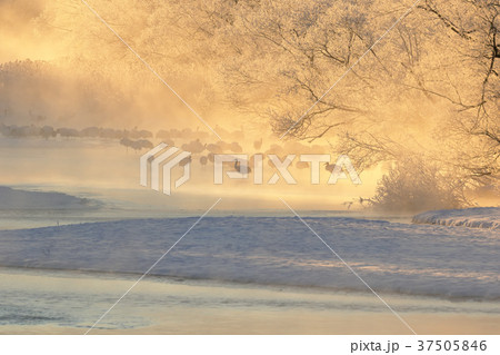 樹氷とタンチョウ 樹氷とタンチョウ 37505846