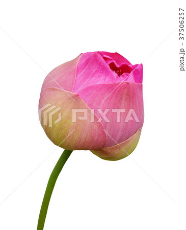 Lotus flower on white background Lotus flower on white background 37506257