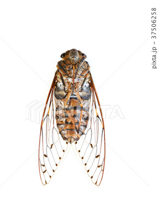 Insect cicada on white background  37506258
