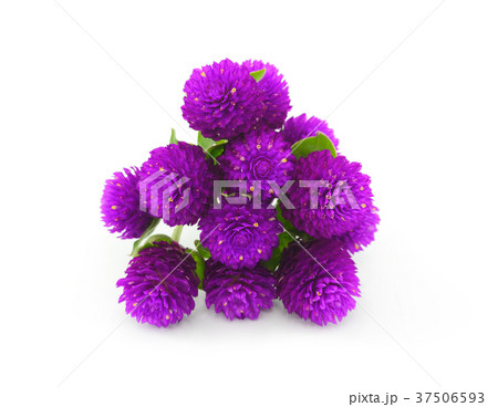 Globe amaranth beauty flower in white background 37506593