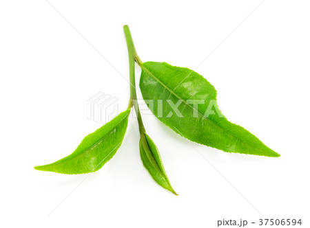 Green tea leaf isolated on white background 37506594