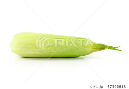 corn on the white background corn on the white background 37506618