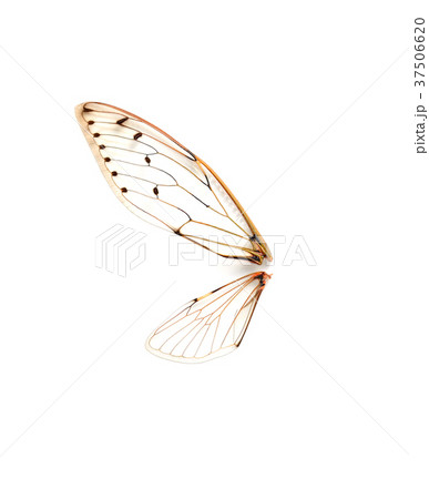 Insect cicada on white background Insect cicada on white background 37506620
