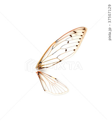Insect cicada on white background. 37507129