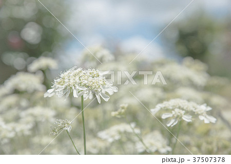 鮮やかに白く輝くオルレアの花の写真素材