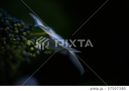 ぼんやりと浮かび上がるガクアジサイの花 ぼんやりと浮かび上がるガクアジサイの花 37507380