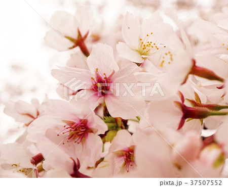 桜　八重桜　桜のマクロ 37507552