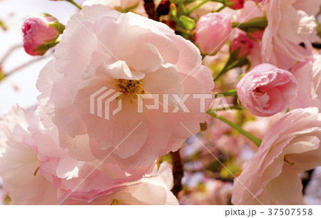 桜　八重桜　桜のマクロ 37507558