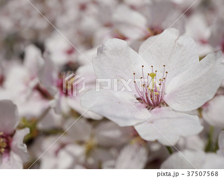 桜　八重桜　桜のマクロ 37507568