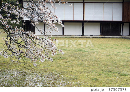 桂離宮 桜 桂離宮 桜 37507573